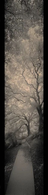 Free aesthetic bookmark featuring gorgeous gray twist trees